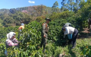 Policía Nacional despliega plan de seguridad en fincas cafeteras para proteger a productores de Popayán