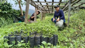 El campo caucano tiene historias para contar y CEO las llevará aCauca Sabe a Café 2026